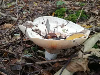 Paddestoelen Kennedy bos Kortrijk (België)